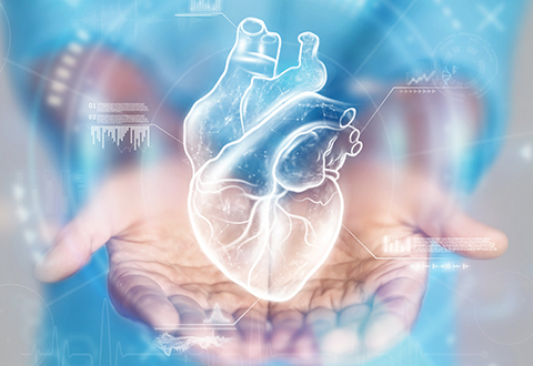 Doctor holding heart in hand for showcase